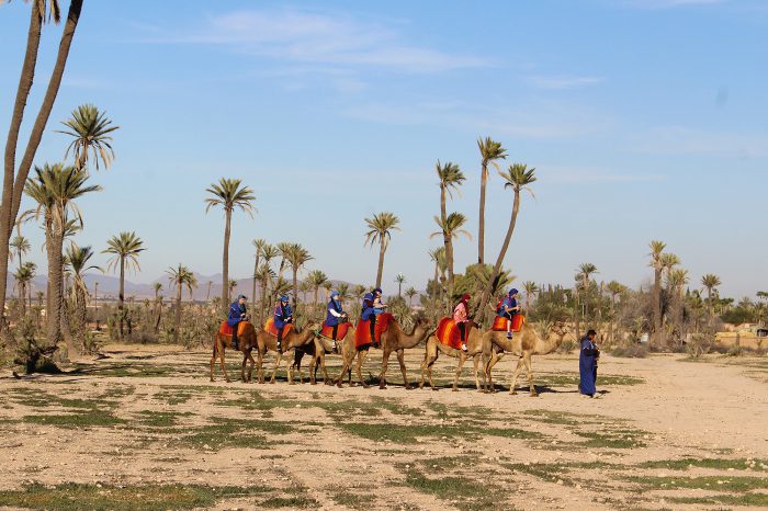 Small-goup camel ride tour in Marrakech